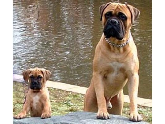 PoulaTo: Bull mastiff καθαρόαιμα επιλογής